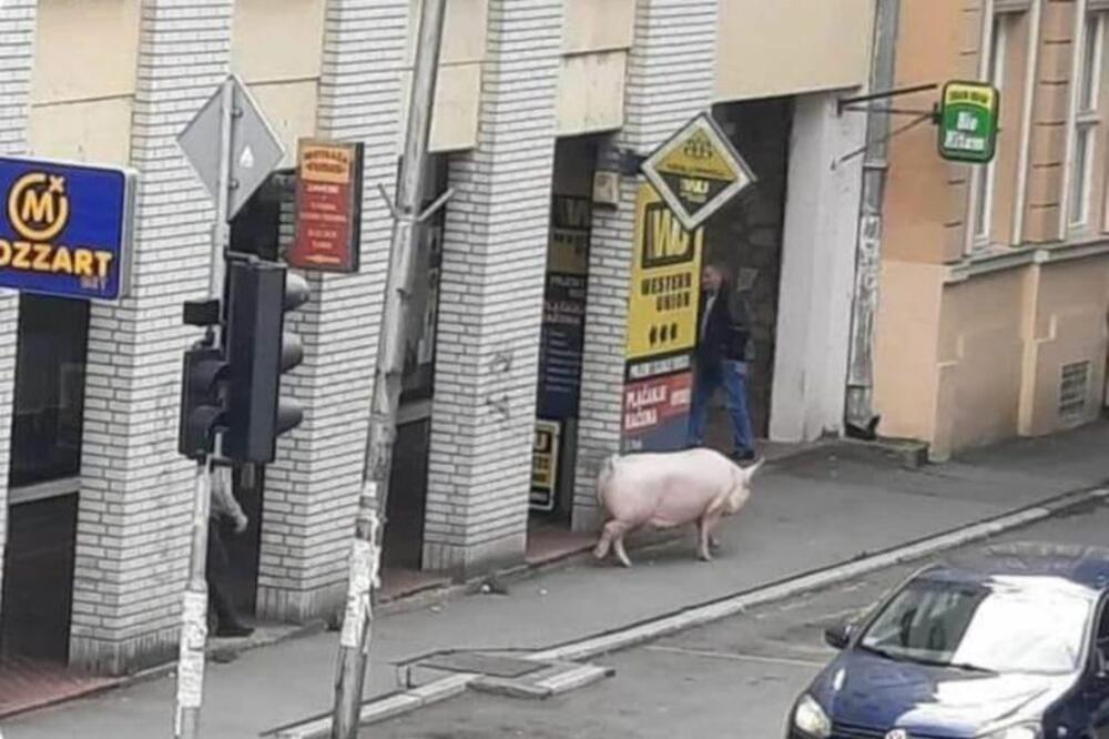 IZAŠLA DA PROŠETA: Nesvakidašnja situacija u Rumi, svinja hoda trotoarom kao ostali građani!
