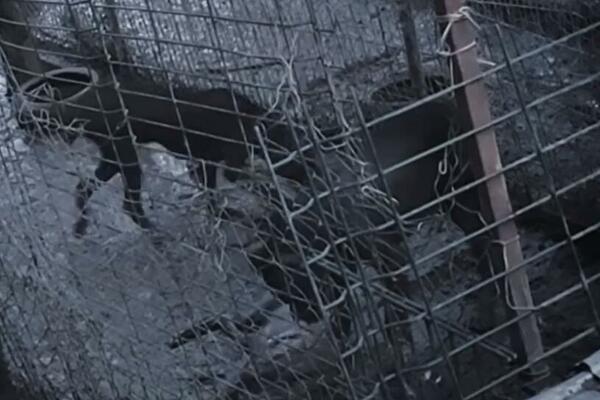 KRVAVI ISHODI MEĐU ŽIVOTINJAMA: Šokantni PRIZORI, Levijatan odmah REAGOVAO (UZNEMIRUJUĆI VIDEO)