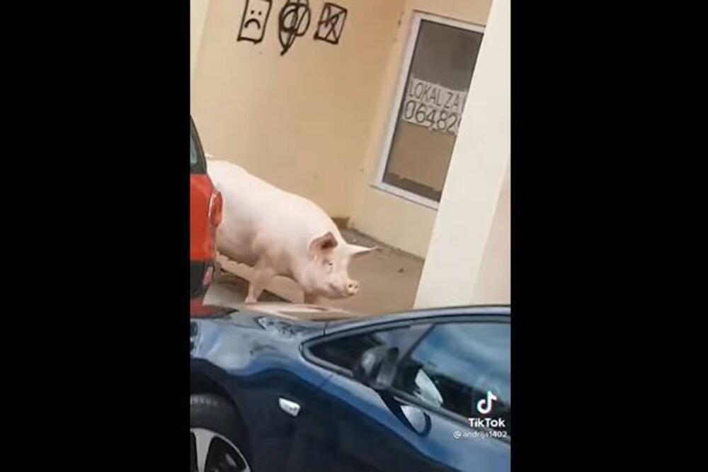 JOŠ JEDNA NESVAKIDAŠNJA SCENA U RUMI: Svinja šeta ulicom, građani PROLAZE kao da je ne primećuju, HIT! (VIDEO)