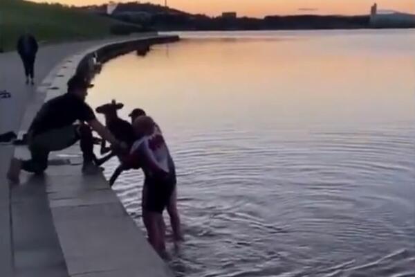 IZVUKLI UPLAŠENOG KENGURA IZ HLADNOG JEZERA: Prolaznik snimio dirljivu scenu! OVO JE SNIMAK GODINE! (VIDEO)