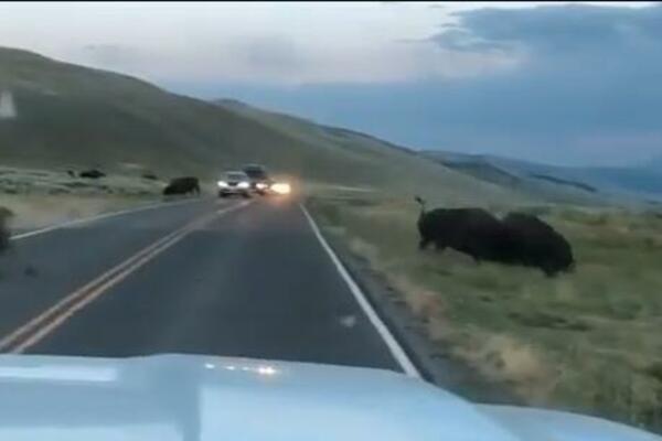 TUČA BIZONA ZABELEŽENA KAMEROM! Dve zveri zastrašile sve oko sebe! (VIDEO)