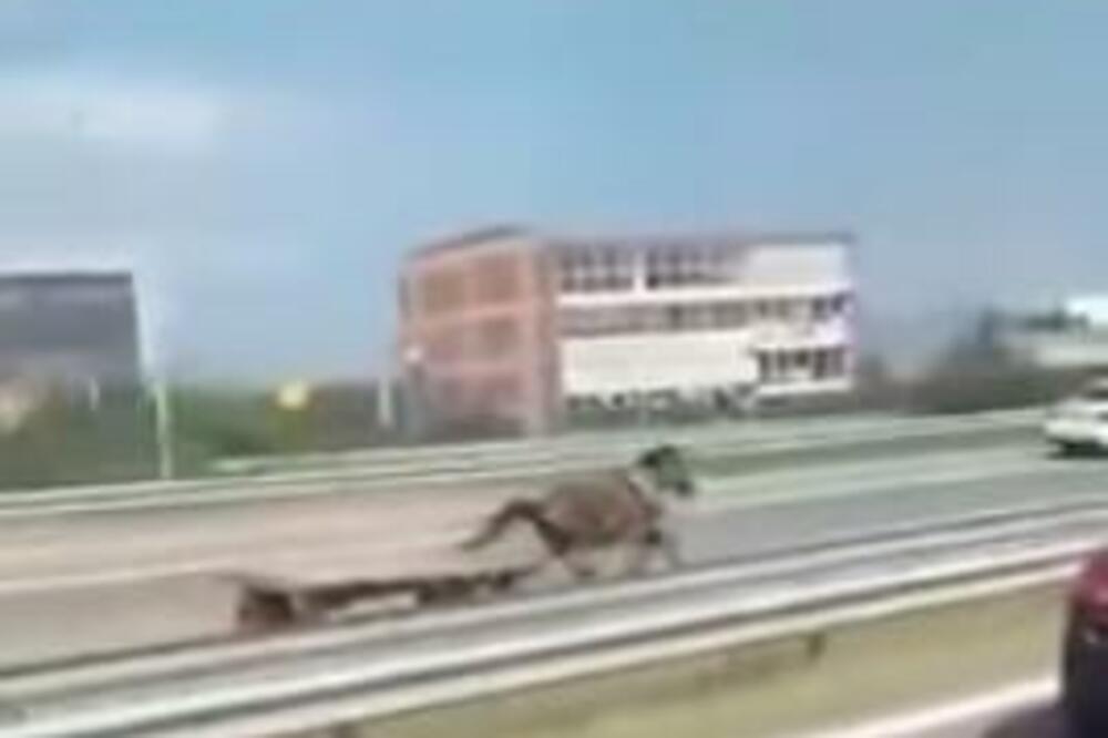 KONJ SA ZAPREGOM BEZ KOČIJAŠA NA AUTOPUTU: Vozači sa čudom gledali u životinju u punom trku! (VIDEO)