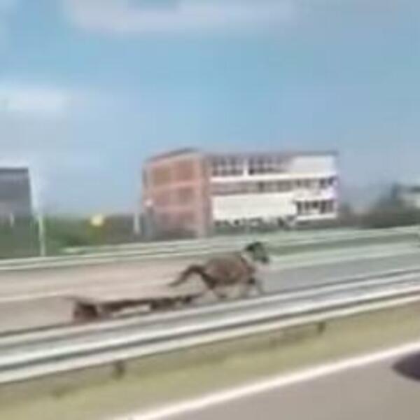 KONJ SA ZAPREGOM BEZ KOČIJAŠA NA AUTOPUTU: Vozači sa čudom gledali u životinju u punom trku! (VIDEO)