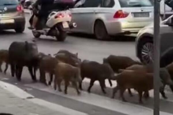 STANOVNICI RIMA U STRAHU: Divlje svinje okupirale glavni grad Italije, šetaju ulicama, traže hranu! (VIDEO)