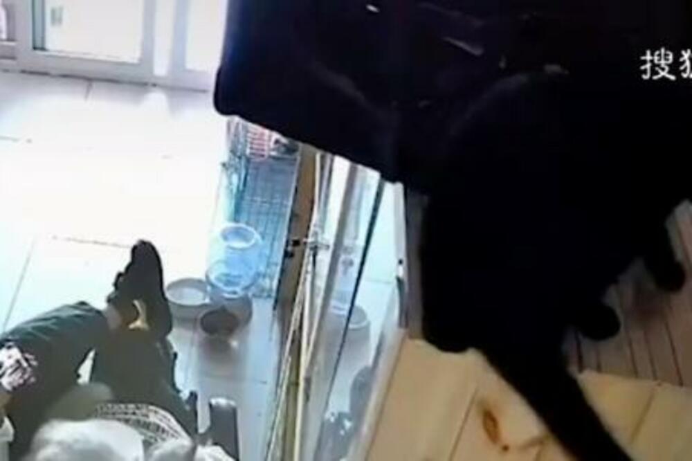 ČOVEK SE MAZIO SA BELOM MAČKOM: Ljubomorna CRNA MAČKA je spremila strašnu osvetu! (VIDEO)