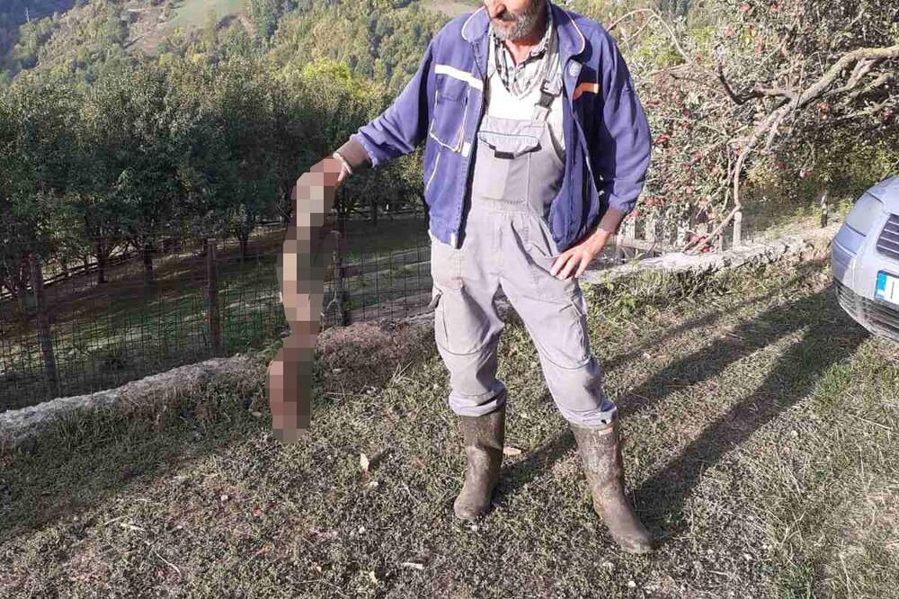 JEZIVI PRIZOR SA GOLIJE: MEDVED razvalio tor i ZAKLAO najveću ovcu u stadu! Od nje ostale samo koža i glava (FOTO)