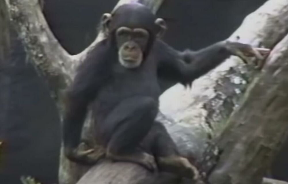Majmun, Šimpanza