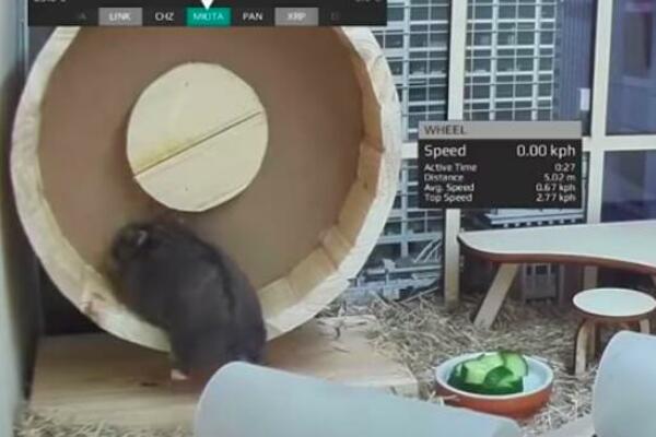 HRČAK TRGUJE KRIPTOVALUTAMA I POSTIŽE FANTASTIČNE REZULTATE: Ostvario veći profit i od BERZE! (VIDEO)