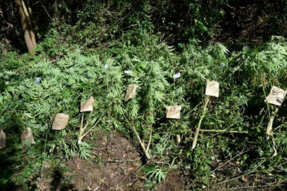 POLICIJA U STAROJ PAZOVI ZAPLENILA 9 KILOGRAMA DROGE: Uzgajao marihuanu u plasteniku, pa izazvao POŽAR!