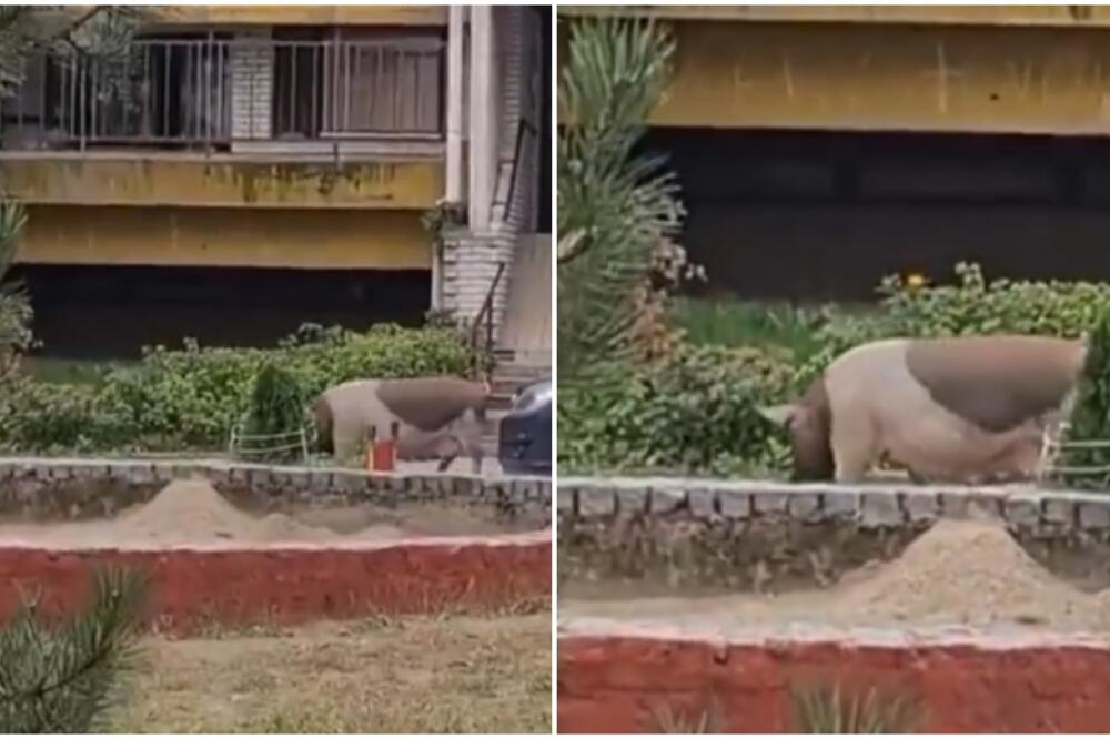 LJUDI U BLOKU 45 GLEDAJU I NE VERUJU! Kroz kraj prošetala OGROMNA krmača, ko je video nije mu bilo svejedno (FOTO)