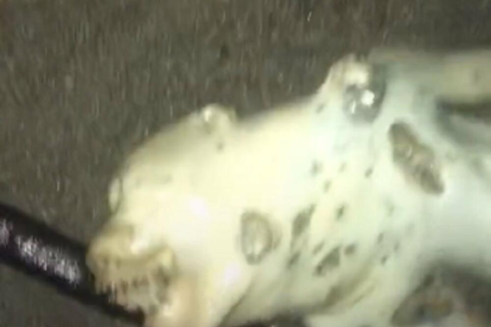 ŠTA JE OVO? SNIMILA LEŠ ČUDNOG STVORENJA NA PLAŽI: Ceo život joj prošao pred očima, SVI ŠOKIRANI! (VIDEO)