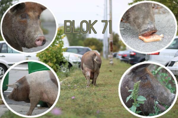 JE L' TO KLUNIJEVA SVINJA? Ceo Beograd pričao o njoj, pratili smo je po Bloku 71, reakcije ljudi su bile URNEBESNE