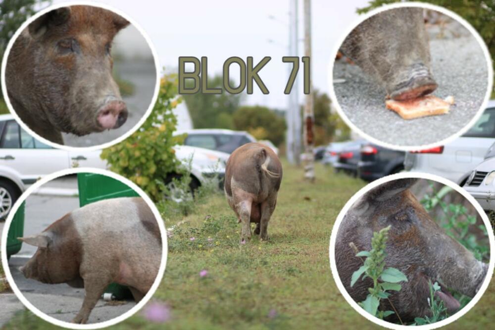 JE L' TO KLUNIJEVA SVINJA? Ceo Beograd pričao o njoj, pratili smo je po Bloku 71, reakcije ljudi su bile URNEBESNE