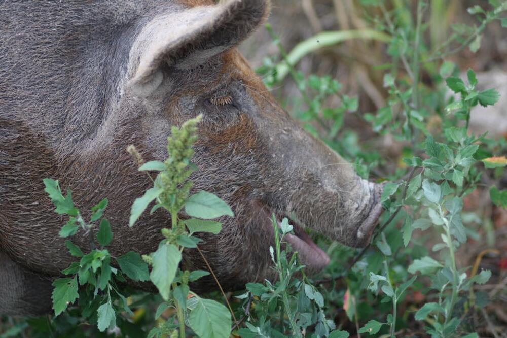 "Kraljevski" život najstarije svinje na svetu: Uginula posle 23 godine 7 meseci i 9 dana