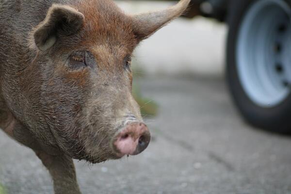 AHV POTVRDILA: Pojavila se afrička svinjska kuga u Severnoj Makedoniji!