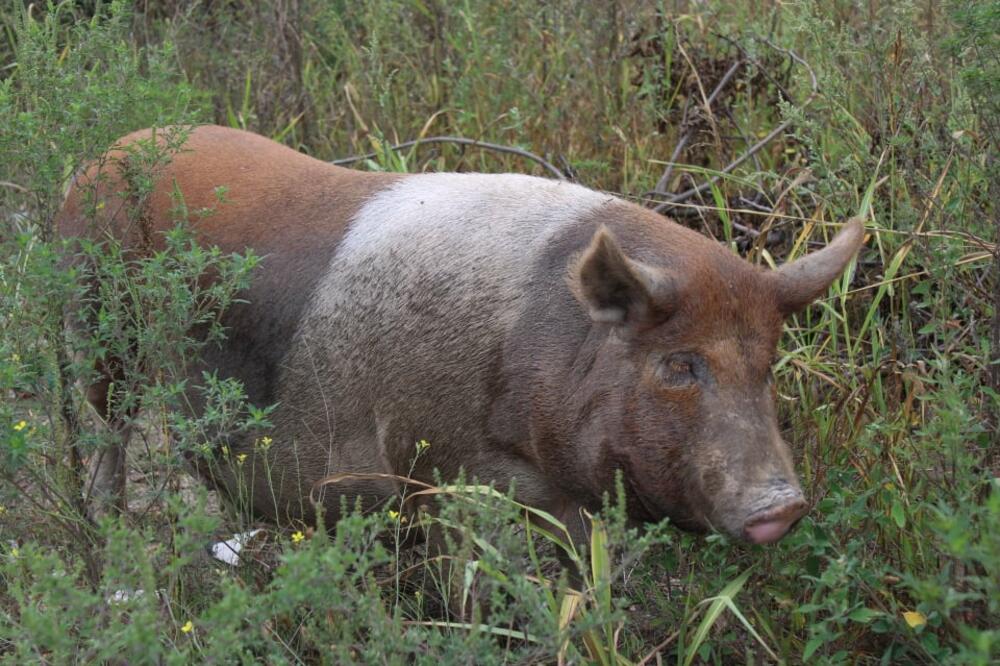 CRNA GORA ZABRANILA UVOZ SVINJSKOG MESA IZ VIŠE DELOVA SRBIJE: Zbog pojave afričke svinjske KUGE uvedene ove mere!