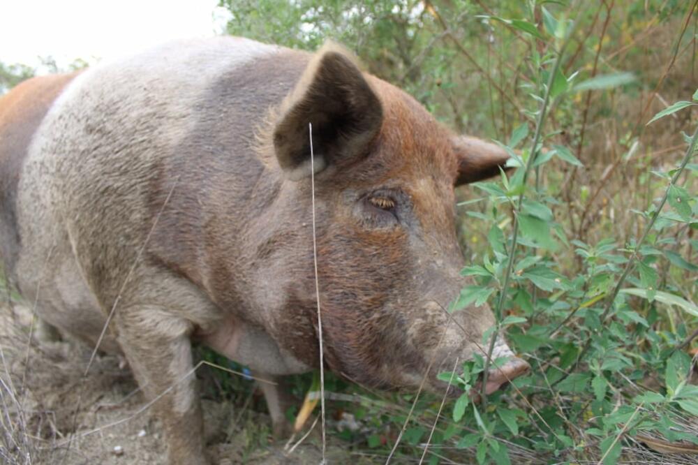 UHVATILI SU SVINJU I ZAKLALI JE NA MESTU: Ono plavo što su videli unutra OSTAVILO IH JE U POTPUNOM ČUDU! (FOTO)