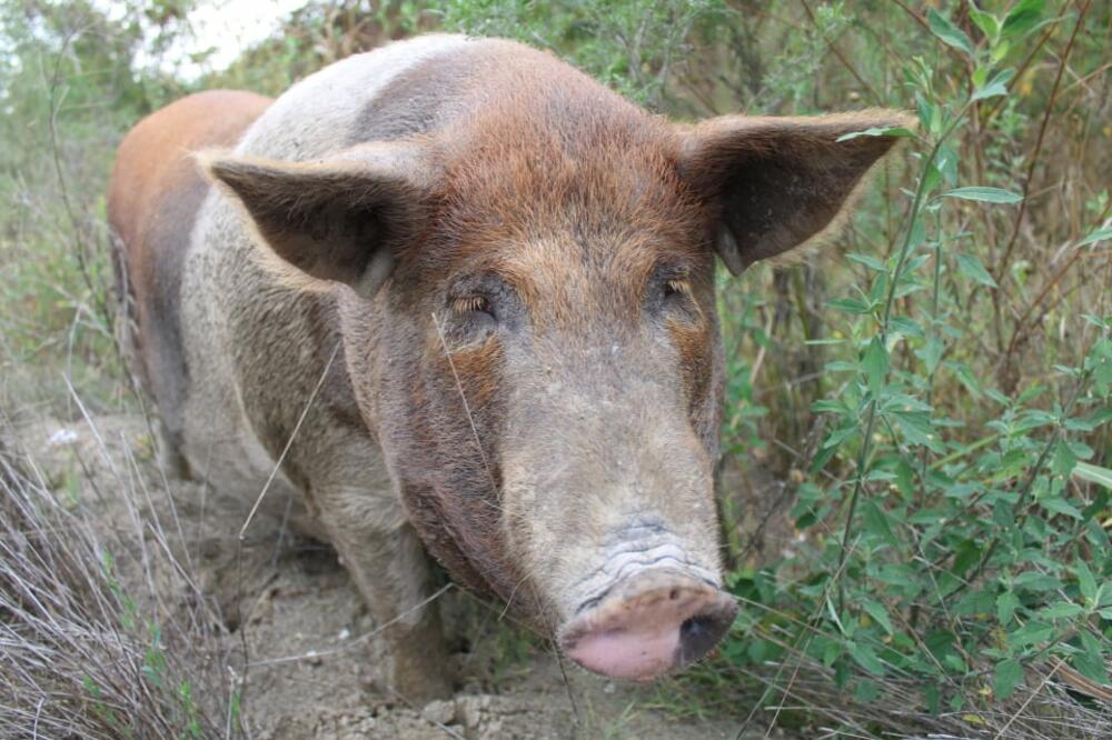 Uhvatili su svinju i zaklali je na mestu: Ono plavo što su videli unutra sledilo ih je za života! (FOTO)