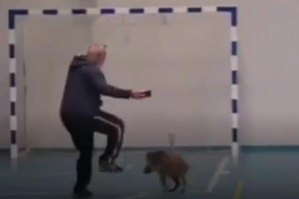 BEBA DIVLJE SVINJE ZALUTALA U SALU ZA FIZIČKO: Profesor je iz STRAHA šutirao, pršte OSUDE NA MREŽAMA! (FOTO)