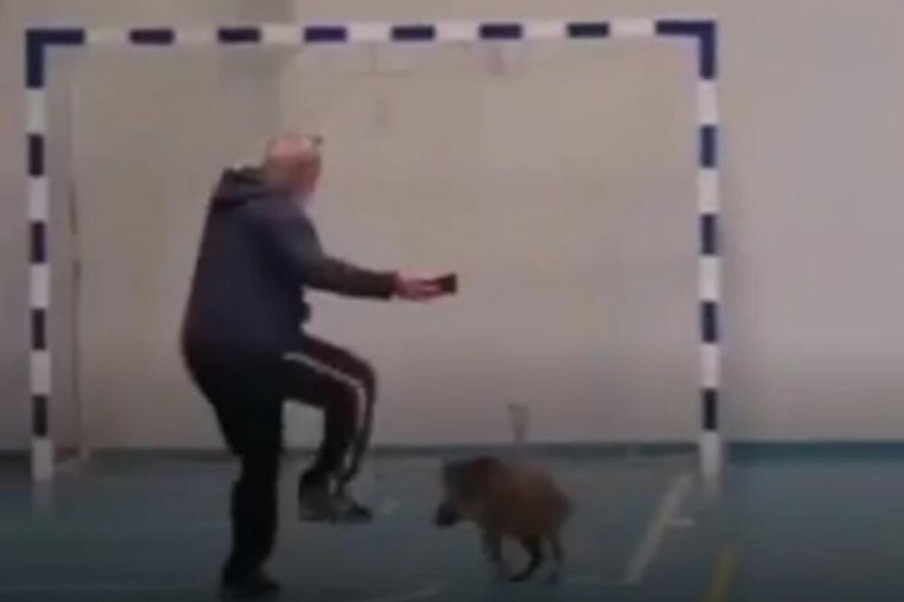 BEBA DIVLJE SVINJE ZALUTALA U SALU ZA FIZIČKO: Profesor je iz STRAHA šutirao, pršte OSUDE NA MREŽAMA! (FOTO)