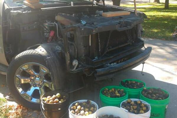 VEVERICA SAKRILA VIŠE OD 70 KG ORAHA U AUTOMOBILU: Vlasnik morao da ukloni prednji deo kako bi sve očistio! (FOTO)