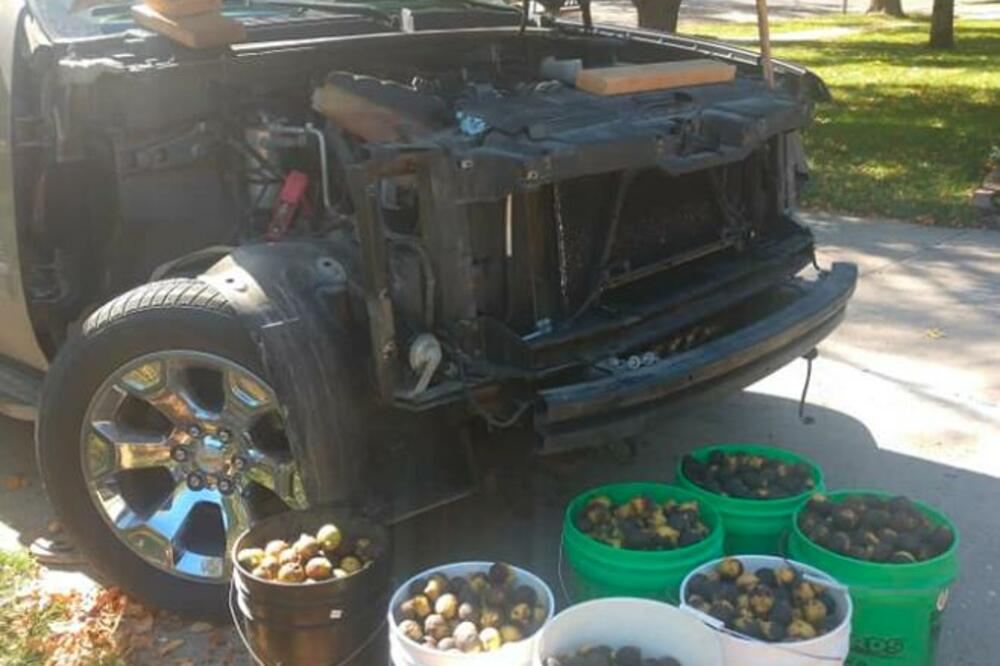 VEVERICA SAKRILA VIŠE OD 70 KG ORAHA U AUTOMOBILU: Vlasnik morao da ukloni prednji deo kako bi sve očistio! (FOTO)