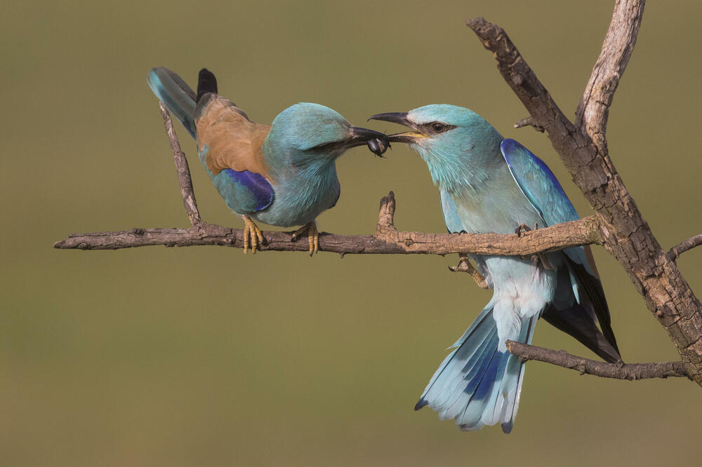 AKO NESTANU PTICE, NESTAĆEMO I MI: Telekom Srbija pomaže da se sačuva MODROVRANA