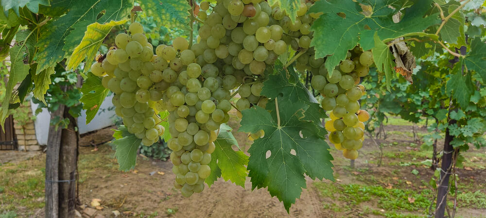 Subotica, Čuvardić, Vinski salaš