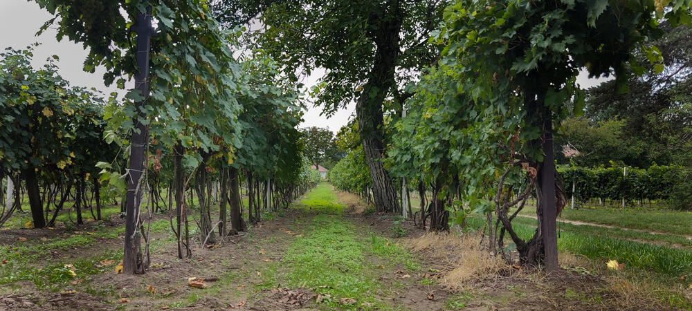 Subotica, Čuvardić, Vinski salaš