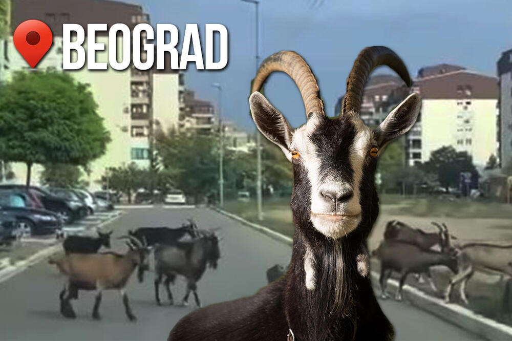 STADO KOZA I JARČEVA PATROLIRA BEOGRADSKIM ULICAMA: Ne plaše se automobila, ni ljudi, furaju svoju PRIČU! (VIDEO)
