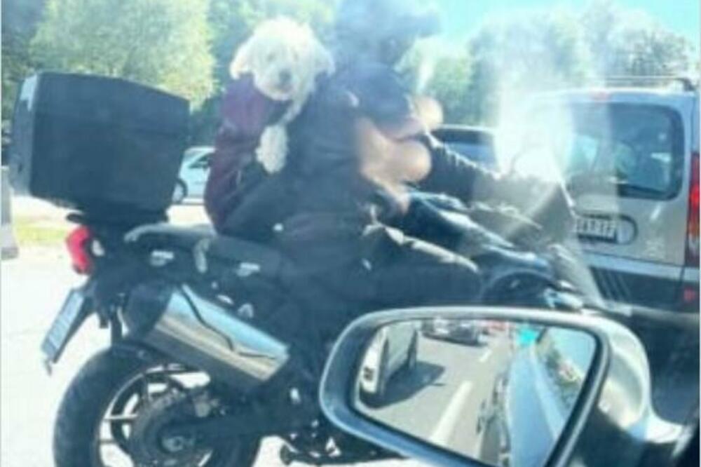 BEOGRAĐANI USLIKALI NEVEROVATNU SCENU NA ADI: Pas se vozi na motoru, ovo nije bezbedno!