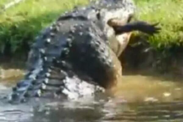 UHVATILI SU ALIGATORA I ZAKLALI GA NA MESTU: Kada su videli šta mu je to braon u stomaku, sledili su se za života
