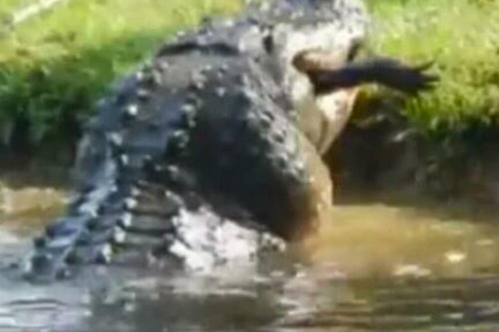 ZA DORUČAK POJEO ROĐAKA! Ovaj prizor nikoga nije ostavio ravnodušnim, da se NAJEŽIŠ! (VIDEO)