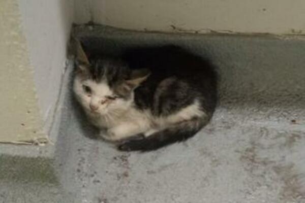 DANAS JE SVETSKI DAN ŽIVOTINJA, UČINITE DOBRO DELO: Ova MACA traži TOPLI DOM I LJUDE KOJI ĆE JE KONAČNO VOLETI FOTO