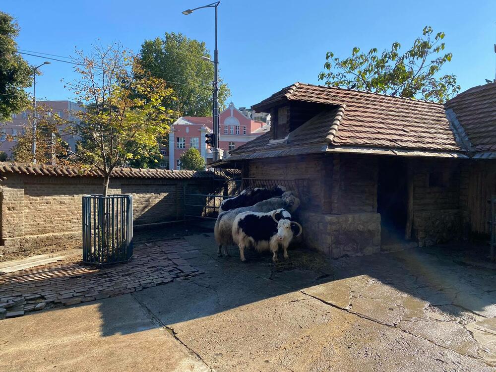 Zoološki vrt, Nilski konj