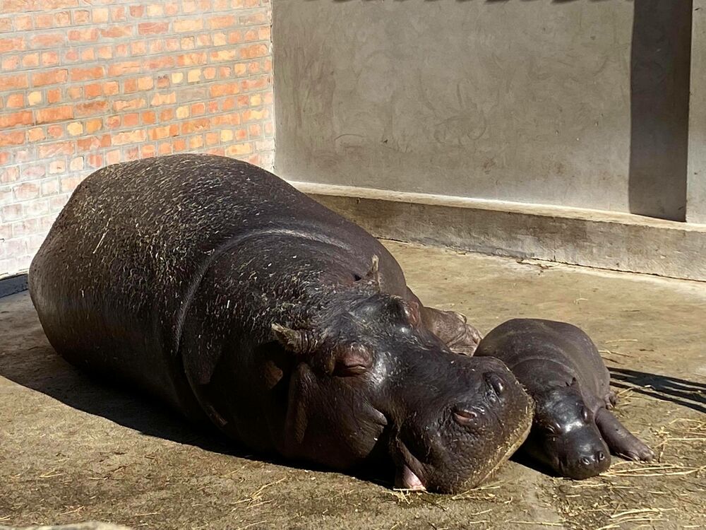 Zoološki vrt, Nilski konj