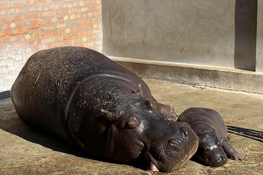 URADILI DNK NILSKOM KONJU POSLE 7 GODINA JER SE ČUDNO PONAŠAO: Ono što su znali o njemu IZBEZUMILO ih je