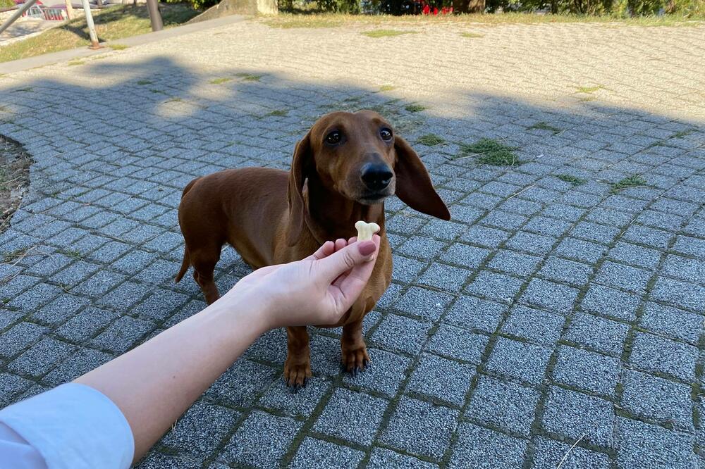 5 NAJTVRDOGLAVIJIH RASA PASA: Karakterno su veoma jaki, možda ćete se iznenaditi! (FOTO)