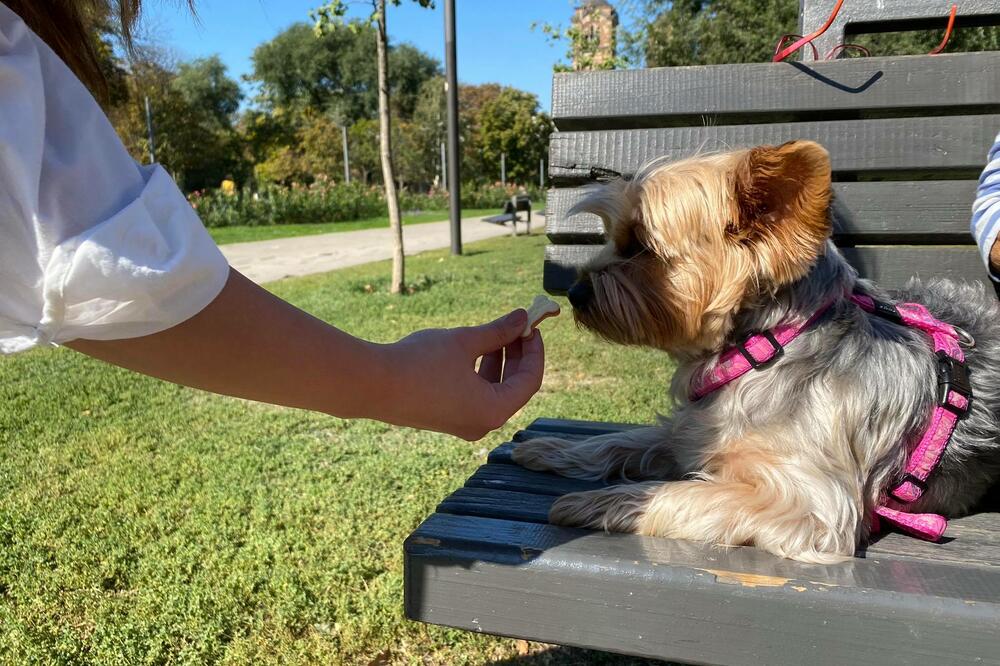 NE PADAJTE NA NJIHOVE TUŽNE OKICE: Ove NAMIRNICE PSIMA nikako ne dajte da JEDU, mogu biti OPASNE