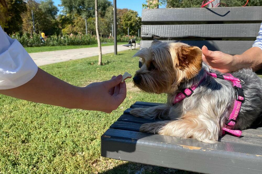 IZNENADIĆETE SE KO SU ZAPRAVO NAJVEĆE MAZE MEĐU PSIMA: Izgled zna da prevari!