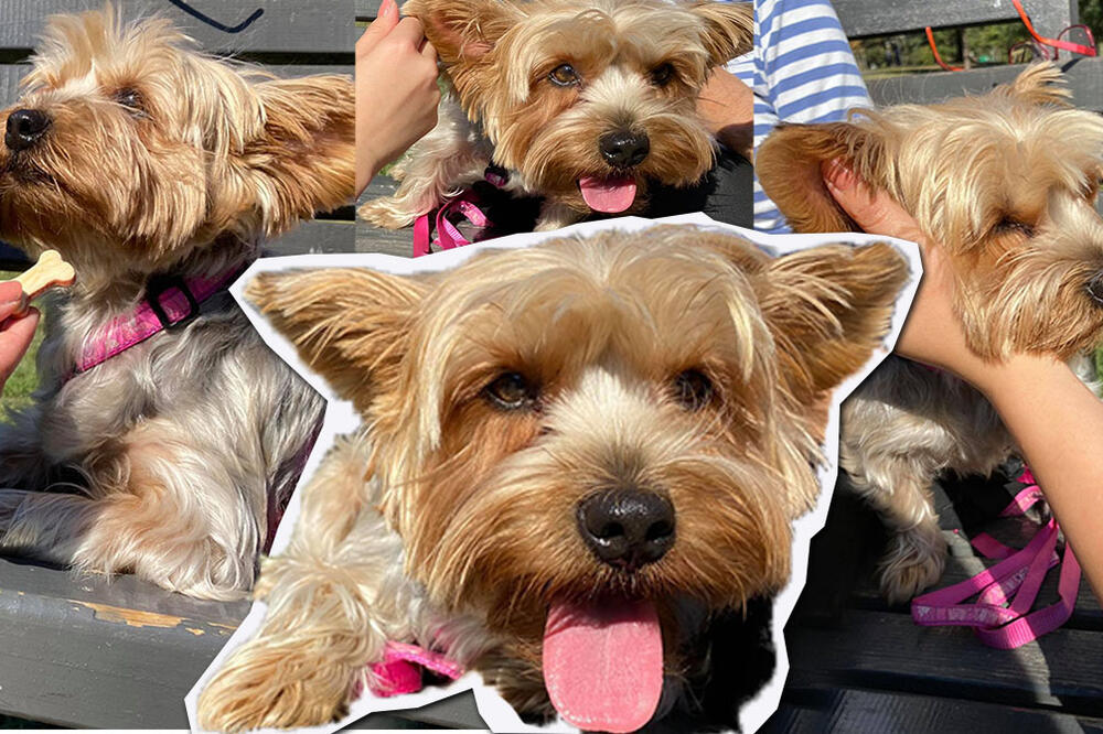 VLASNICI NE MARE ZA CENU, DAJU PAPRENE PARE ZA SVOJE NAJDRAŽE: Kloniranje kućnih ljubimaca sve popularnije!