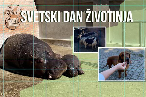 BEBA NILSKI KONJ SADA IMA 50 KG! Posetili smo ZOO VRT na SVETSKI DAN ŽIVOTINJA, a usput smo OBRADOVALI PSE! (FOTO)