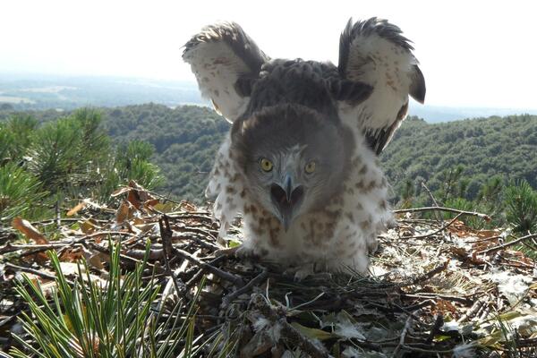 ČUVAJUĆI MENE, ČUVATE I SEBE: Ja sam neustrašivi pustolov koji se hvata u koštac i za zmijama otrovnicama (VIDEO)