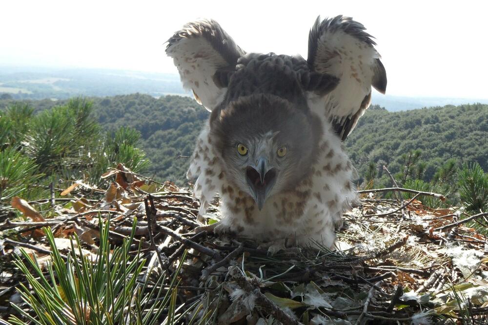 ČUVAJUĆI MENE, ČUVATE I SEBE: Ja sam neustrašivi pustolov koji se hvata u koštac i za zmijama otrovnicama (VIDEO)