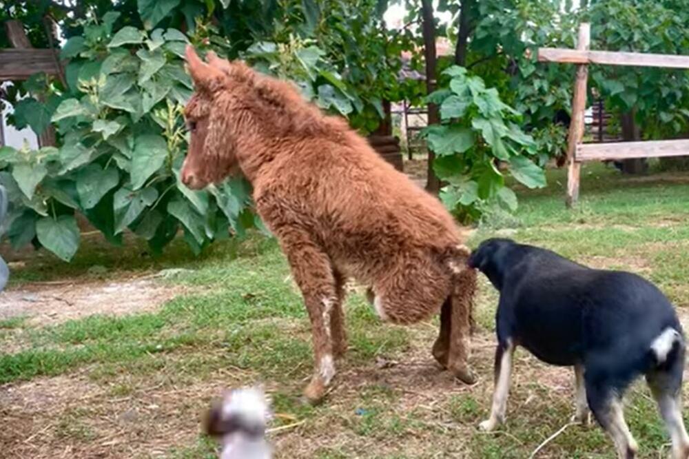 KAD POČNE KIŠA, MALENU STANU MORAJU NA RUKAMA NOSE U ZAKLON: Razlog je PRETUŽAN, ovo niko nije ZASLUŽIO! (VIDEO)