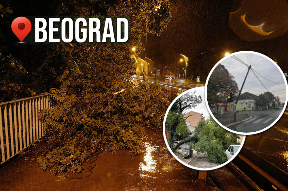 DRAMATIČNI PRIZORI U BEOGRADU TOKOM KOŠAVE: Drveće pada na sve strane (FOTO/VIDEO)
