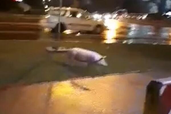 NESVAKIDAŠNJA SCENA U BANJALUCI: Svinja prošetala glavnom saobraćajnicom (VIDEO)
