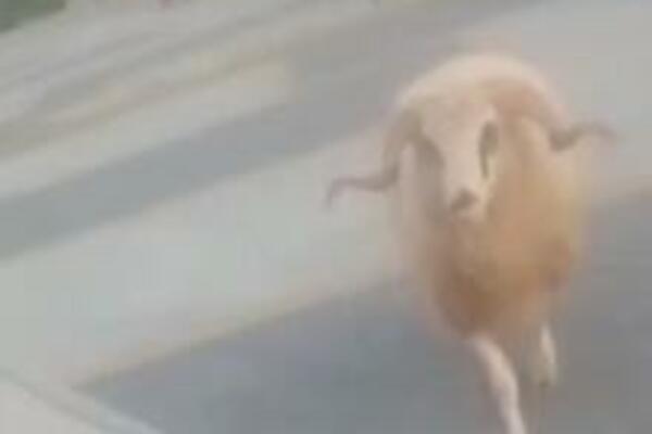 "KAKO ĆU JA SAD OBJASNITI ZAŠTO KASNIM U ŠKOLU, MAJKE TI?": Mladića iz Bosne napao OVAN na ulici, GORE MREŽE!