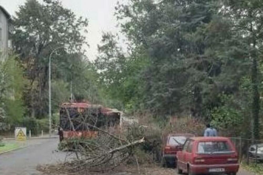 HAOS NA PETLOVOM BRDU: Stablo palo na AUTOBUS, nastao KOLAPS u saobraćaju! (FOTO)