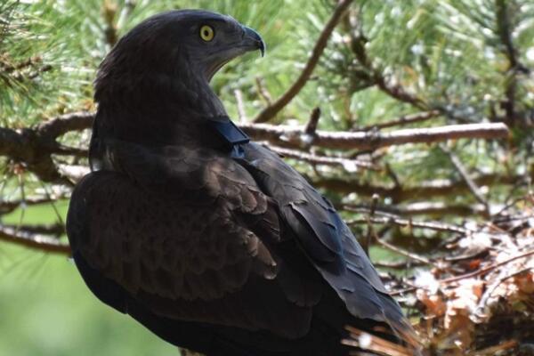MALOBROJNI SU I NEZAMENLJIVI ZA ODRŽANJE PRIRODNE RAVNOTEŽE! Orao zmijar je svetski putnik JEDINSTVENOG IZGLEDA